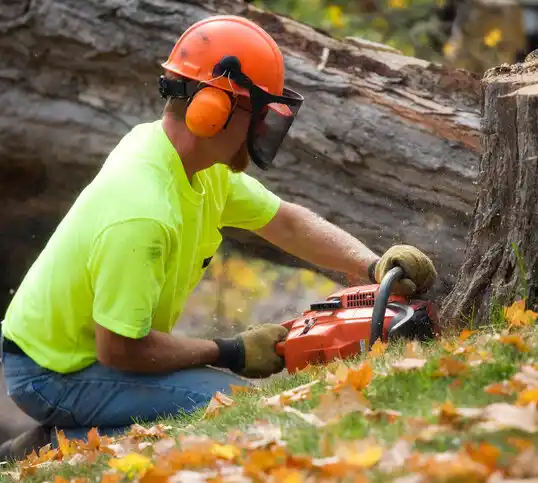 tree services Olmsted Falls